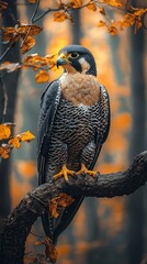 Falcon perched on branch, autumnal forest
