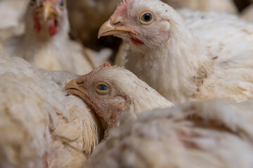 meat chickens in a cage free workshop at a poultry farm in a rural area close up, The room is completely filled
