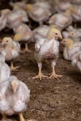 A young chicken with white plumage during the change of yellow fluff to feathers