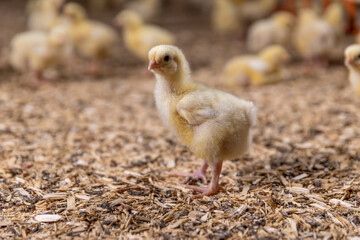 small chickens in a poultry farm on a litter of sawdust, chicken chicks in yellow fluff in the poultry farm building, close up