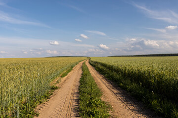 a narrow road for agricultural machinery in a field with cereals
