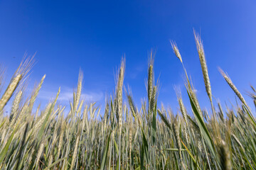 hybrid green cereals resistant to cold