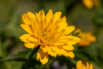 yellow flowers in spring, yellow flowers in sunny weather during flowering, closeup