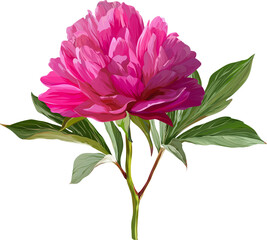 Vector flower pink peony. Realistic peony in bloom. Spring flower
