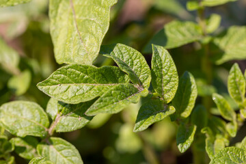 potato in the field in the spring , potato foliage in the agricultural field