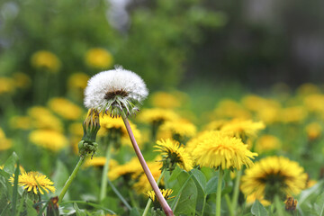 Green field with yellow dandelions swaying in the wind. Close-up of white parachutes of spring flowers on the ground under the morning sun. Medicinal plant.