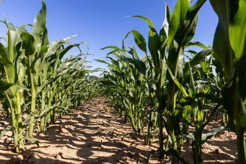 an agricultural field where corn crops are grown with flowers against a clear blue sky