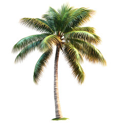 Obraz premium Tropical Coconut Palm Tree