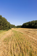 a golden field where wheat has been harvested and stubble remains, a field after harvesting grain with wheat stalks sticking out