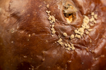 a rotten apple on the table, a spoiled apple covered with mold in some places, closeup