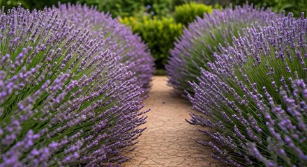 Naklejka premium Garden path lined with blooming lavender.jpg