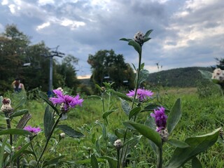 Vibrant Wildflowers Blooming in a Summer Meadow