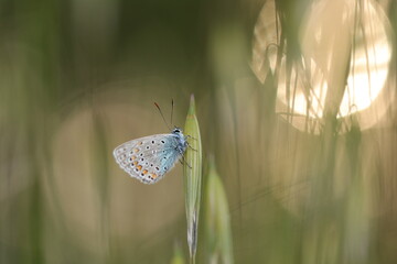 una farfalla licenide al tramonto