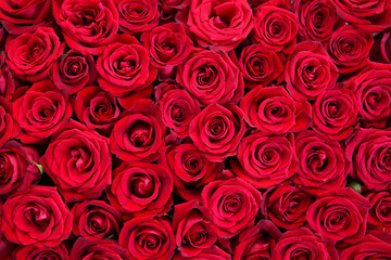 Overhead view of a dense and beautiful arrangement of vibrant red roses