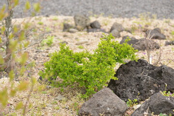 A branch of buckthorn tree with green leaves and black berries in daylight. Suitable for botanical, medicinal, and natural themes.

