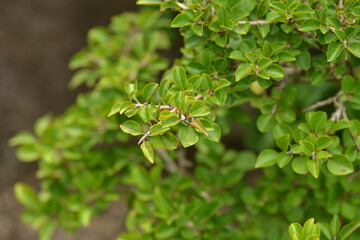 A branch of buckthorn tree with green leaves and black berries in daylight. Suitable for botanical, medicinal, and natural themes.

