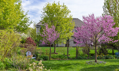 Two beautiful Eastern Redbud trees, Cercis Canadensis, in a residential yard bursting with pink blooms with a blue bench under the small tree.