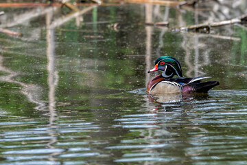 Male wood duck swimming in a pond.