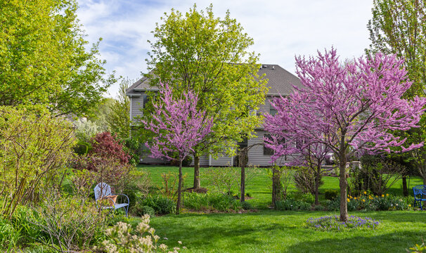 Two beautiful Eastern Redbud trees, Cercis Canadensis, in a residential yard bursting with pink blooms with a blue bench under the small tree.