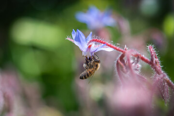 Ape su un fiore di Borragine 
