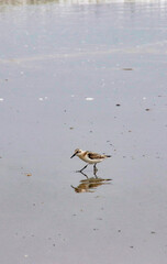 Shorebird Walking Along a Sandy Beach at Low Tide