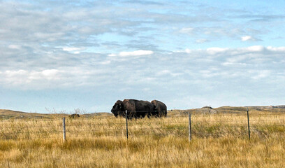 American Bison Grazing in the Fields of South Dakota