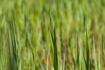 Green reed stalk on a swamp. The background is blurred by the photography technique