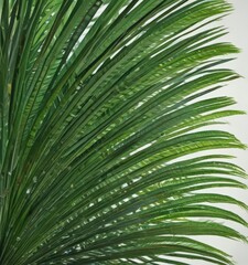 Emerald green palm frond, sharp focus on cellular structure  Tropical leaf detail ,  spring,  botany