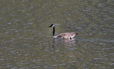 Canadian Goose at Cheam Lake Wetlands Regional Park during a spring season in Rosedale, Fraser Valley, British Columbia, Canada