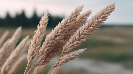 Golden wheat whispers secrets of Harvest Moon Festival and Lammas Day, celebrating antique rustic serenity and autumnal bounty