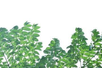 A tropical tree leaf with branches on white isolated background for green foliage backdrop 