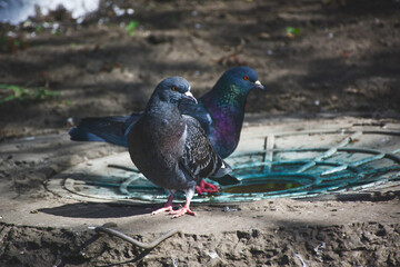 Close up of pigeons. Two city pigeons stand near a water source. View of wildlife in an urban environment. Ideal for nature, wildlife, or city life themed projects