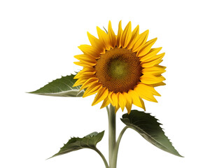 Bright Yellow Sunflower Blooming with Leaves Isolated on Black Background