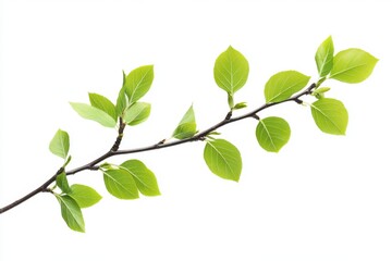 Fototapeta premium A branch with fresh green leaves isolated on white background