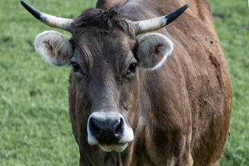 Allg&auml;uer Braunvieh