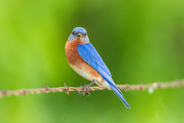 Eastern bluebird - Sialia sialis - Fort Worth, Texas, USA	