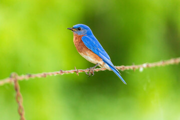 Fototapeta premium Eastern bluebird - Sialia sialis - Fort Worth, Texas, USA 