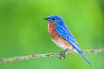Fototapeta premium Eastern bluebird - Sialia sialis - Fort Worth, Texas, USA 