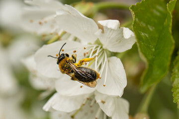 Biene an Kirschblüte © motivjaegerin1