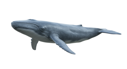 Blue Whale Isolated on transparent background, Blue Whale Cutout 