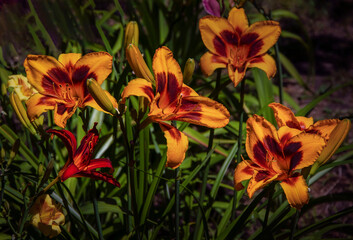 Colorful daylily, sunlit, blooming in the garden.