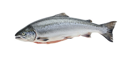 Salmon fish isolated , Cutout 