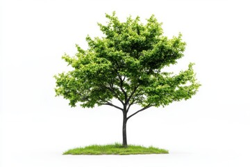 Obraz premium Green tree isolated on white background