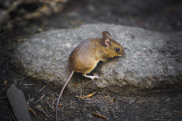 Small wild mouse with big, round eyes sits on the forest floor surrounded by moss and leaves, capturing the charm of woodland wildlife and natural habitats.