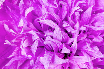peony flower made of corrugated paper