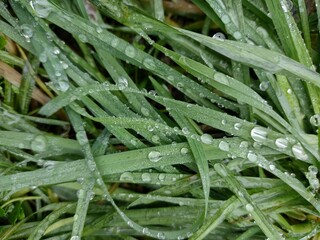 Grass with dew drops in the morning. Wet grass.