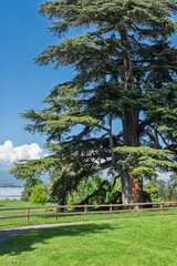 Obraz premium Arbre majestueux au parc La Grange à Genève