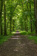 Un joli chemin forestier rectiligne au cœur de la forêt, entouré d’arbres majestueux et de verdure paisible, invitant à la promenade et à la contemplation.