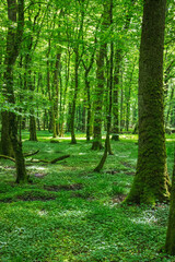 Une jolie forêt éclatante de vie au printemps, où les arbres verdoyants, les fleurs naissantes et la lumière douce créent une atmosphère paisible et fraîche.