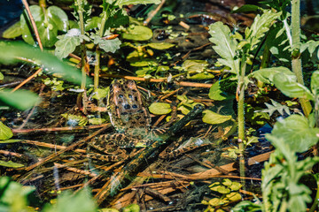 Une grenouille posée dans son habitat naturel, entourée de végétation humide et d’eau calme, parfaitement camouflée dans son environnement.